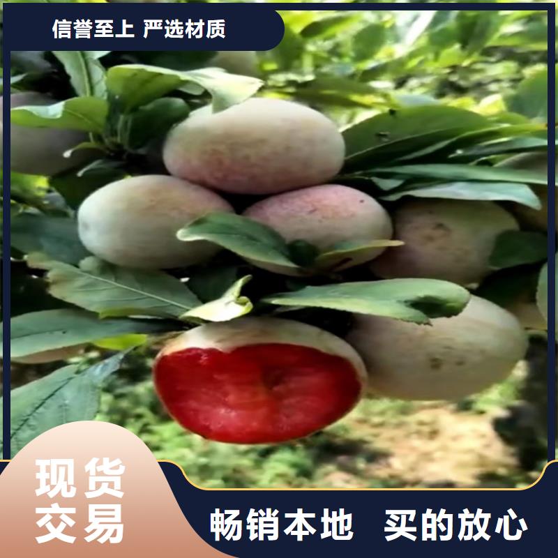 【李子】-猕猴桃苗发货及时_轩园园艺场(信阳市分公司)