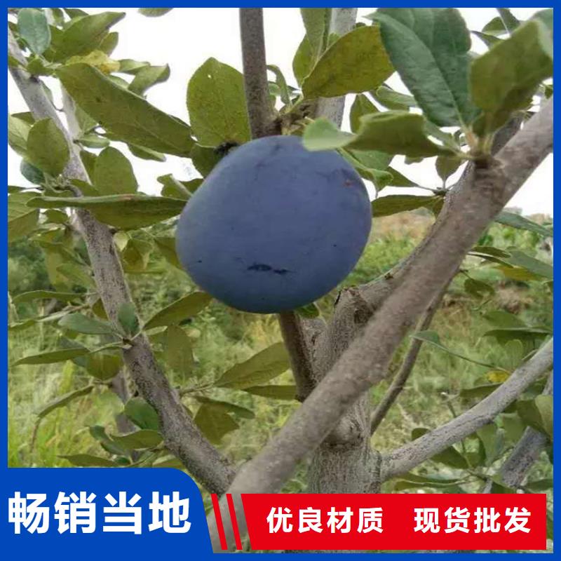 李子_樱桃苗厂家质量过硬