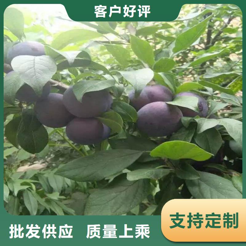 李子苹果苗多种工艺