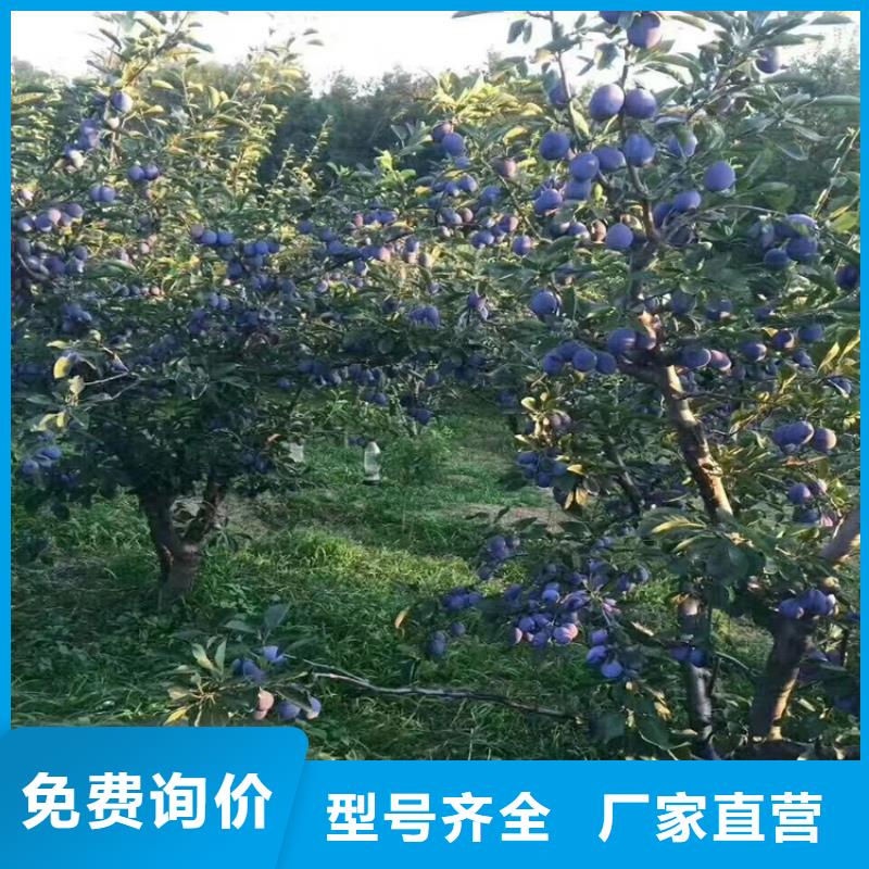 李子,樱桃苗专心专注专业