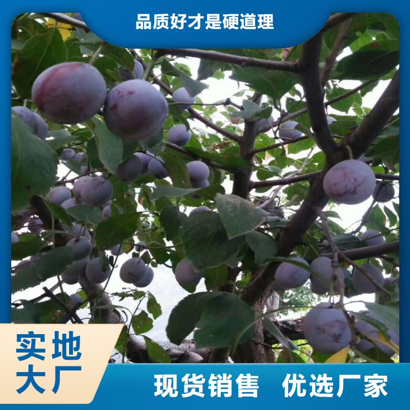 李子苹果苗多种工艺