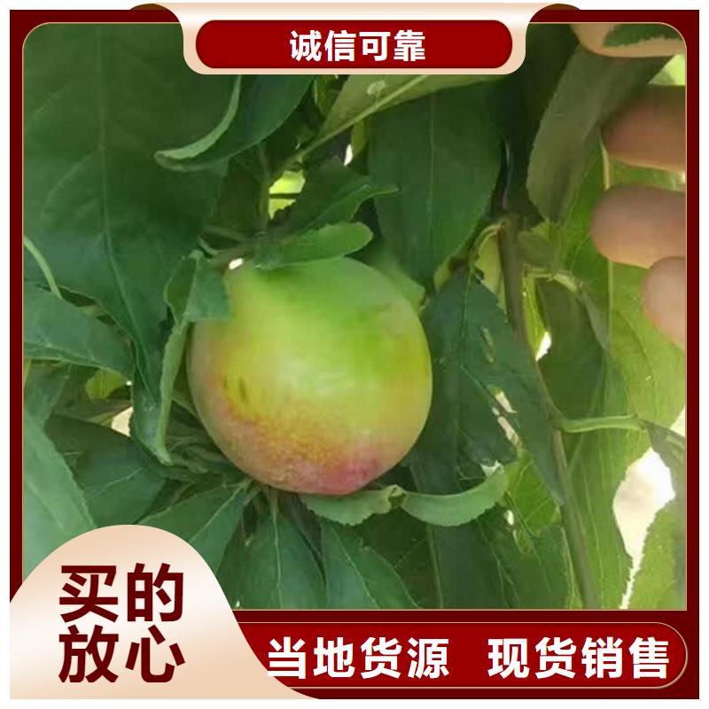 【李子】-猕猴桃苗发货及时_轩园园艺场(信阳市分公司)