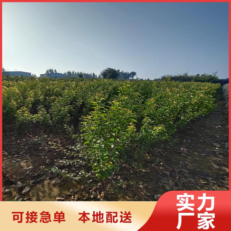 李子嘎啦苹果优质原料