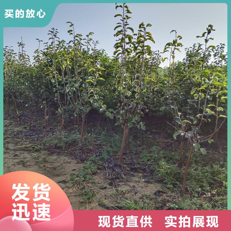 李子西瓜番石榴苗原料层层筛选