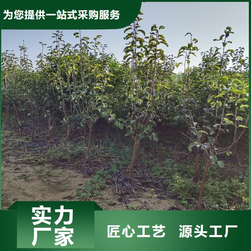 李子苹果苗多种工艺
