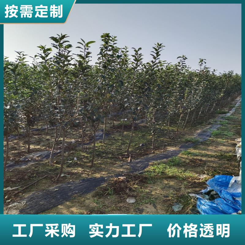 李子_樱桃苗厂家质量过硬
