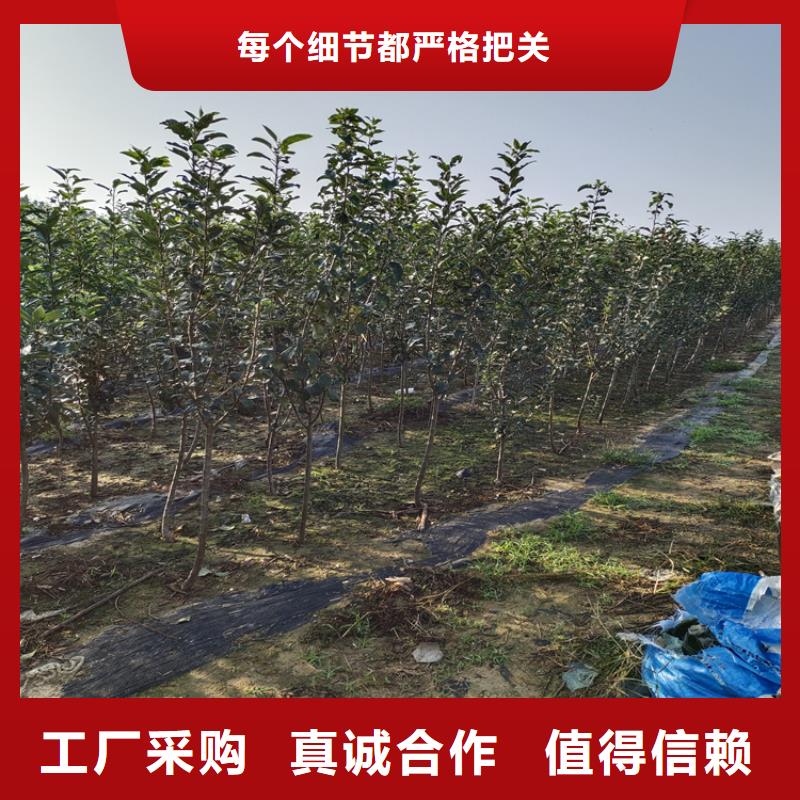 李子苹果苗一站式供应厂家