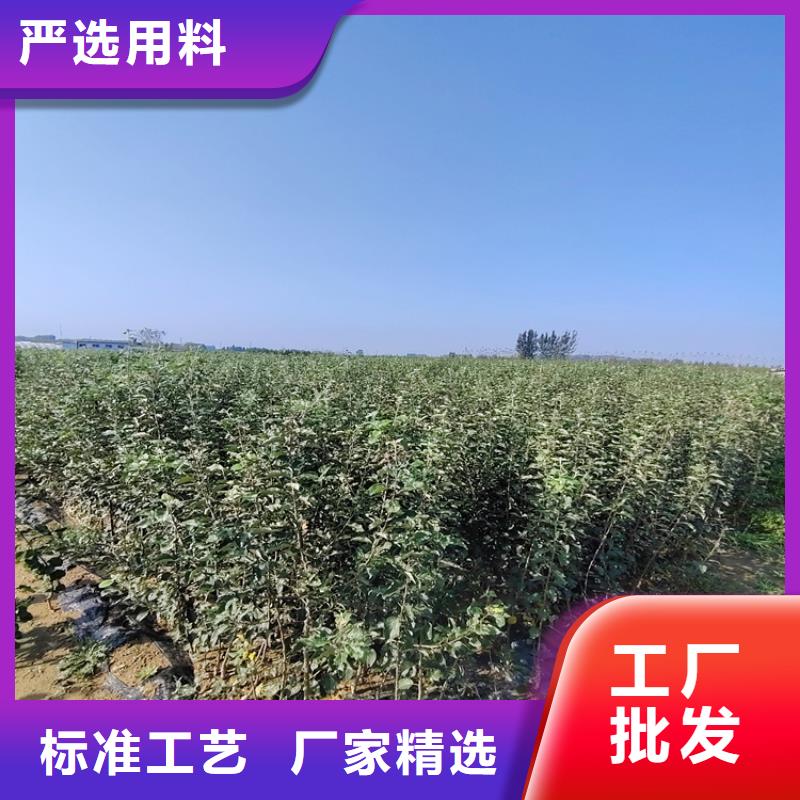 【李子】-猕猴桃苗发货及时_轩园园艺场(信阳市分公司)