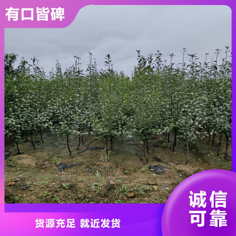 李子嘎啦苹果优质原料