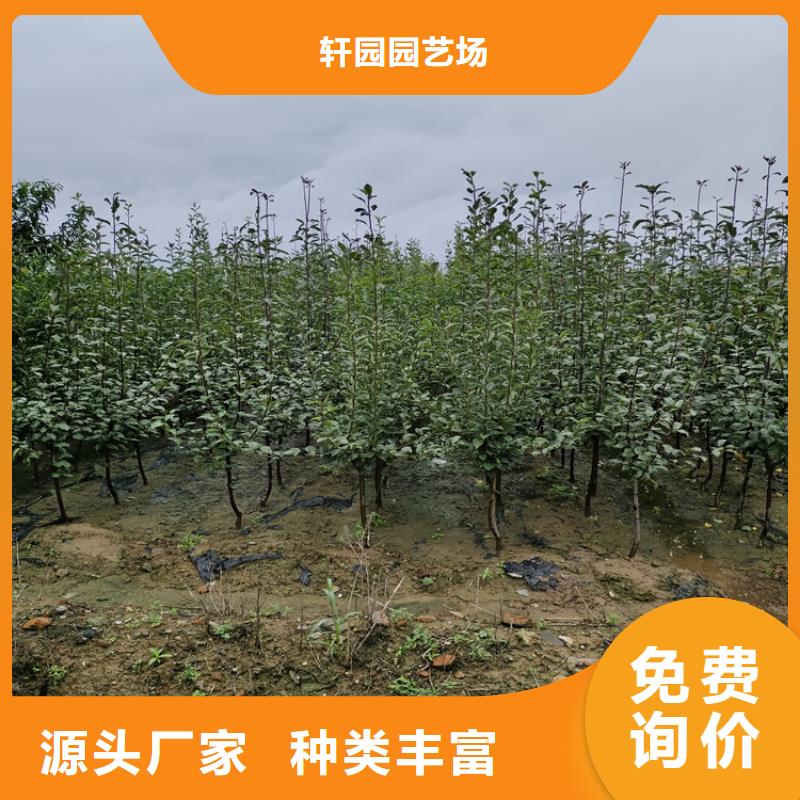 【李子】-猕猴桃苗发货及时_轩园园艺场(信阳市分公司)