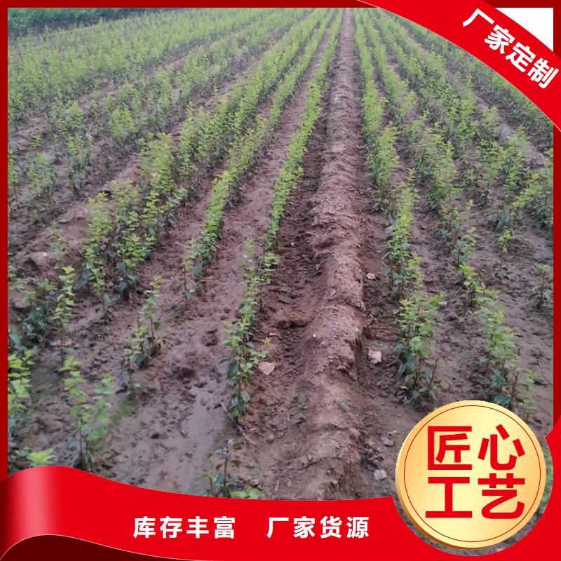 李子蓝莓苗快速物流发货