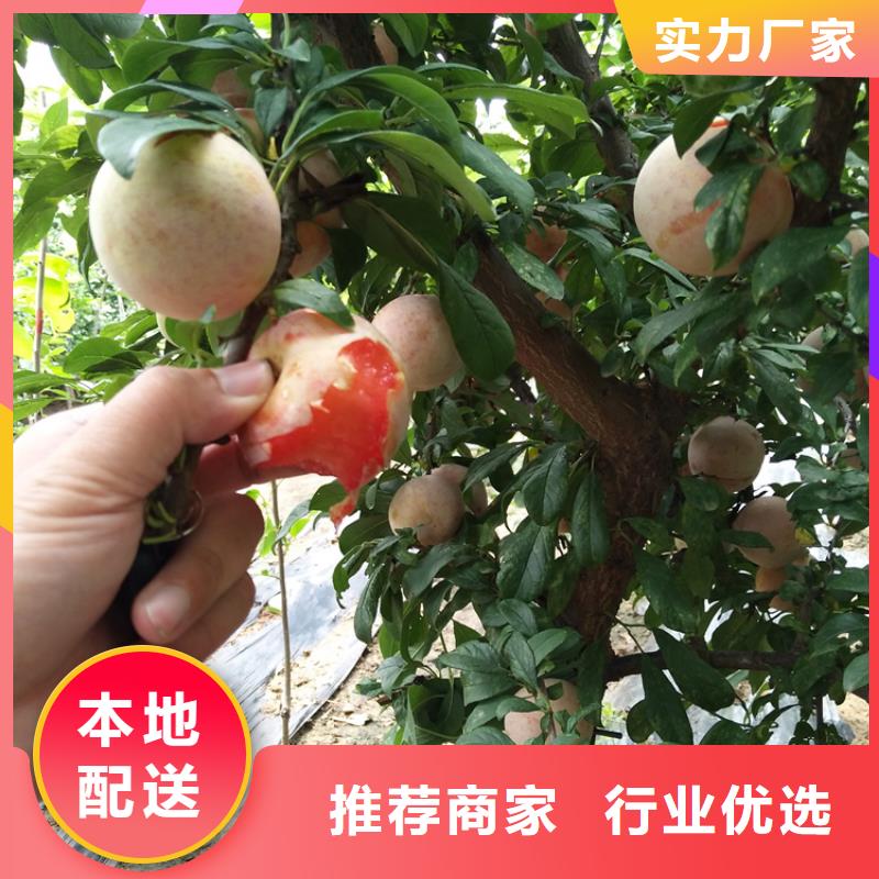 【李子】-猕猴桃苗发货及时_轩园园艺场(信阳市分公司)