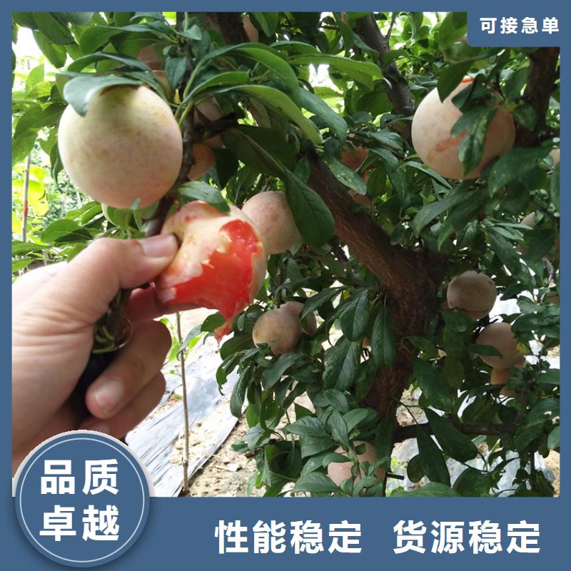 李子苹果苗一站式供应厂家