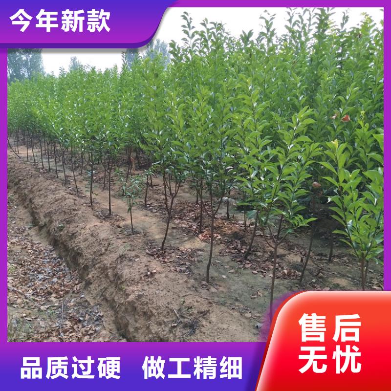 李子,樱桃苗专心专注专业