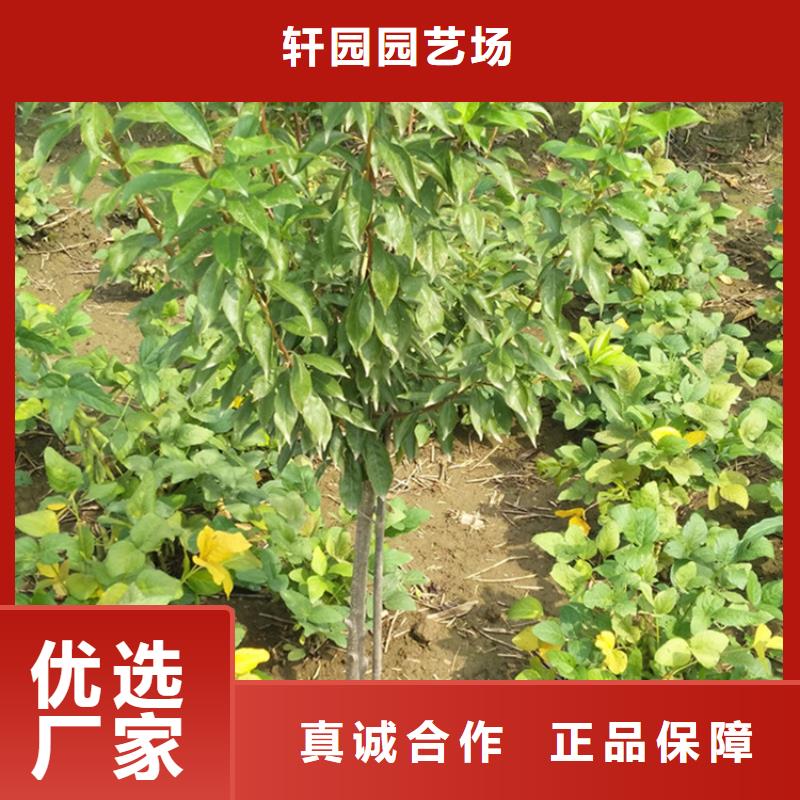 李子嘎啦苹果优质原料