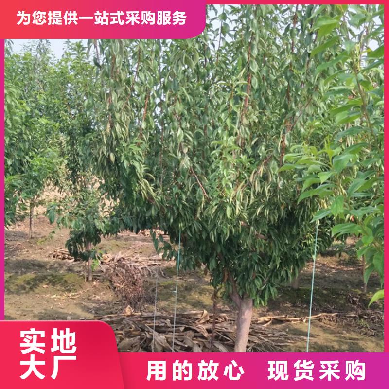 李子西瓜番石榴苗原料层层筛选