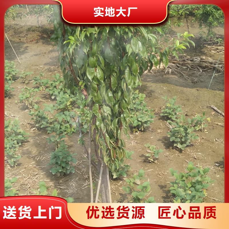 【李子】-猕猴桃苗发货及时_轩园园艺场(信阳市分公司)