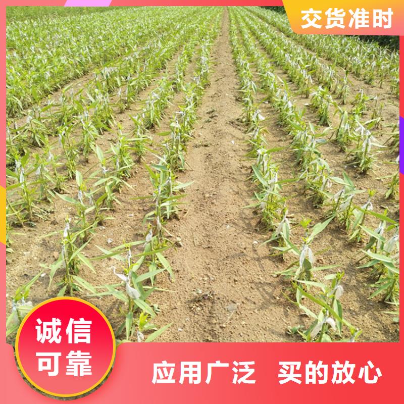 李子嘎啦苹果优质原料
