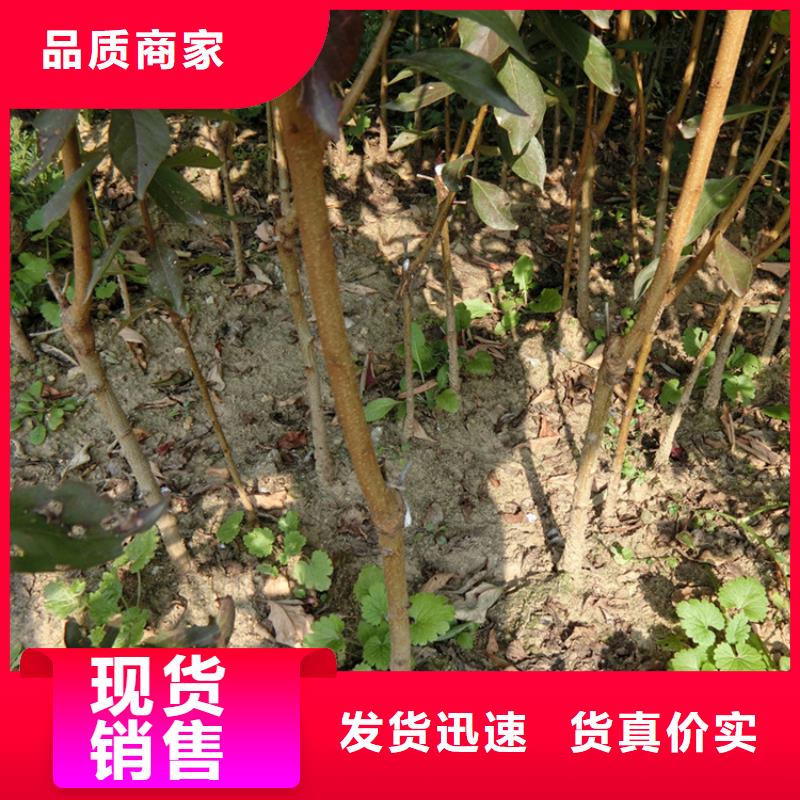 李子嘎啦苹果优质原料
