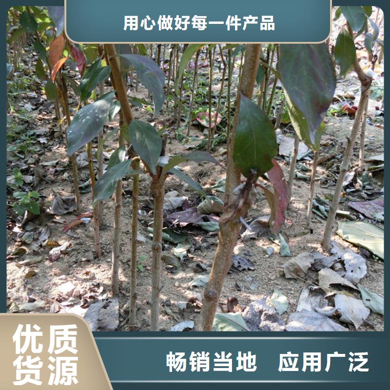 李子嘎啦苹果优质原料