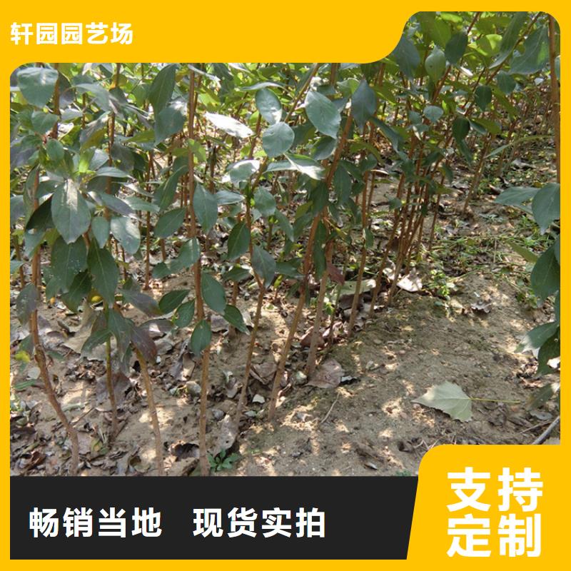 李子嘎啦苹果优质原料