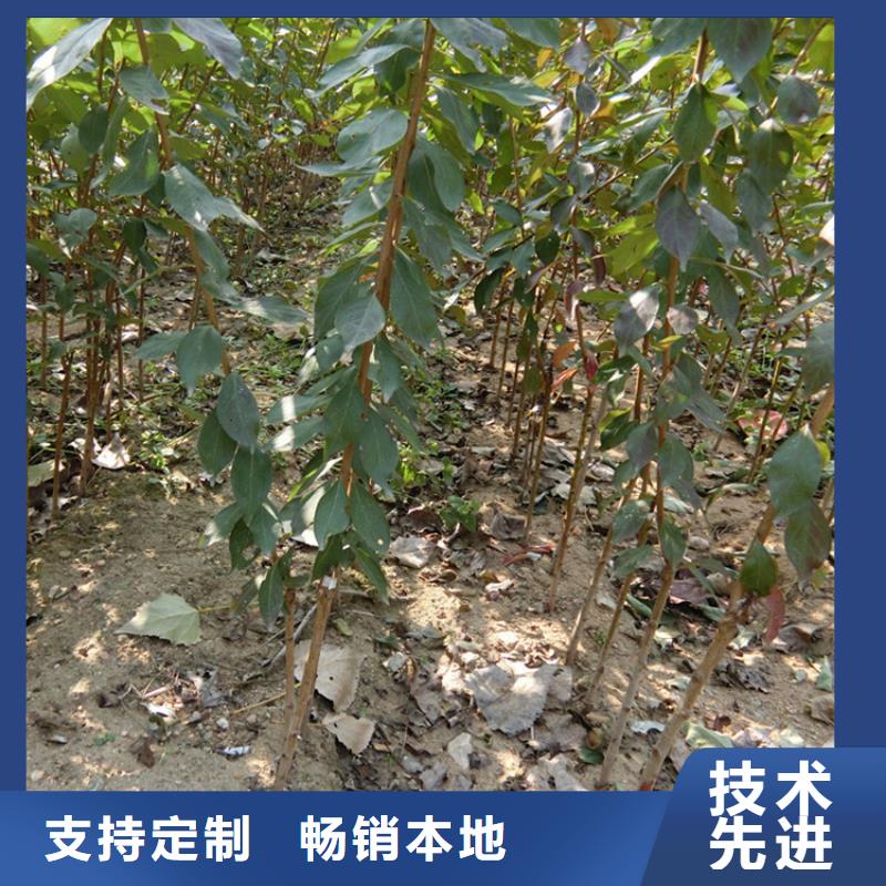 李子西瓜番石榴苗原料层层筛选
