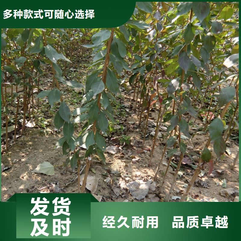 李子嘎啦苹果优质原料