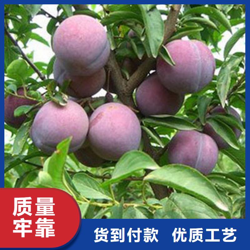 李子嘎啦苹果优质原料