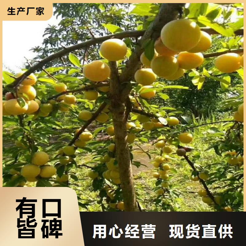 李子嘎啦苹果优质原料
