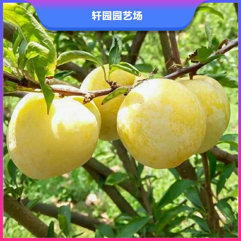 李子嘎啦苹果优质原料