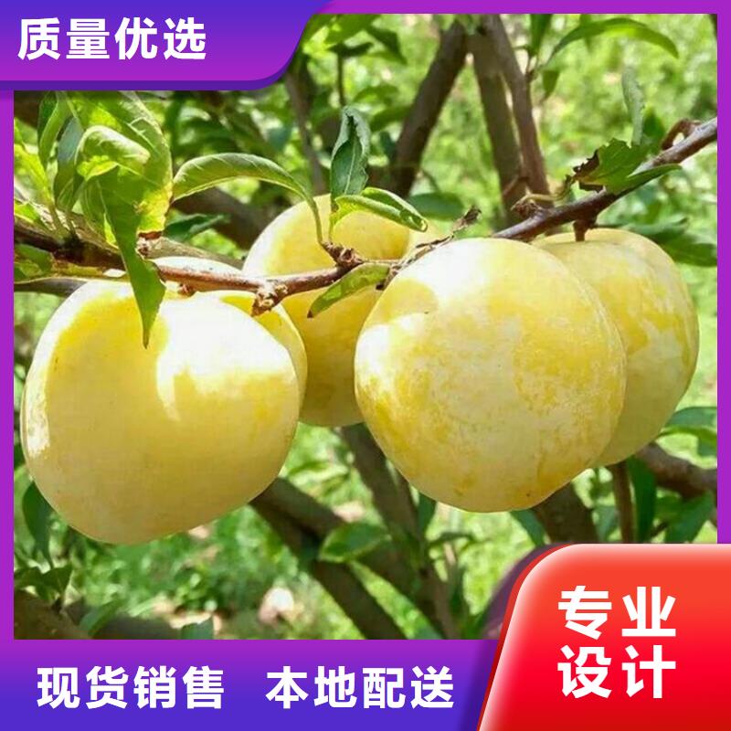 李子_樱桃苗厂家质量过硬