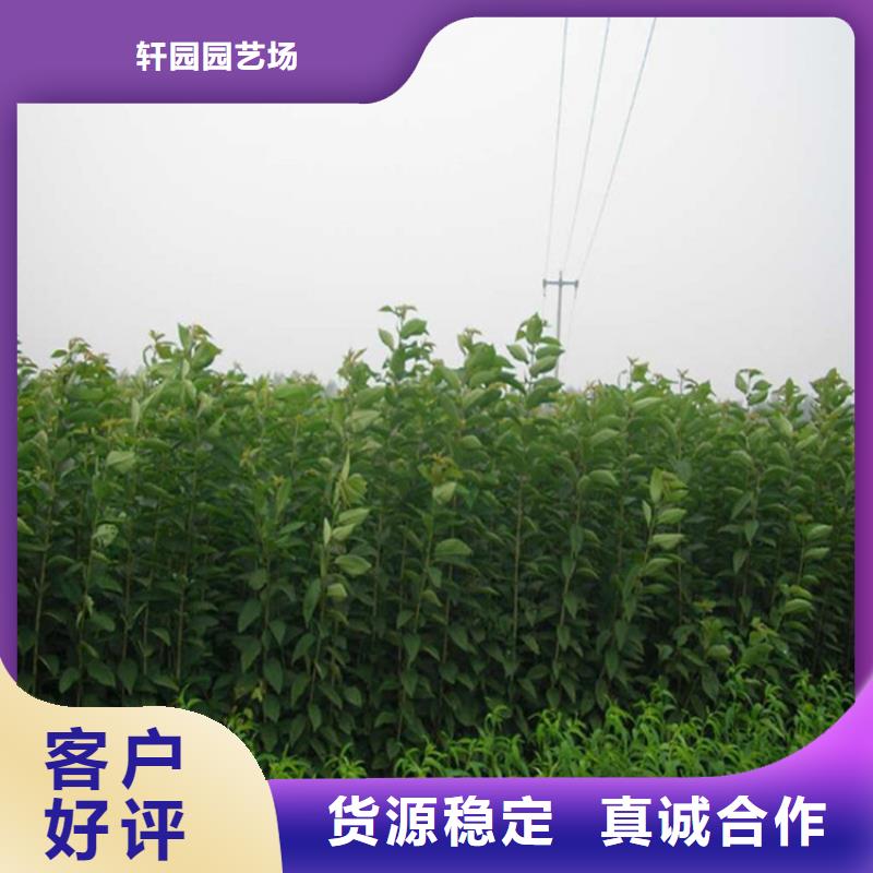 李子嘎啦苹果优质原料