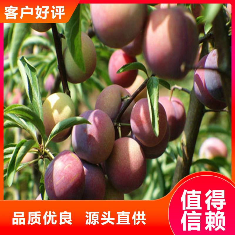 李子嘎啦苹果优质原料