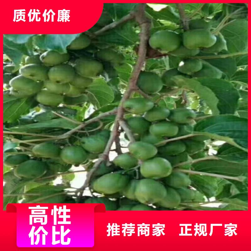 【 猕猴桃桃树苗精益求精】轩园杏树苗