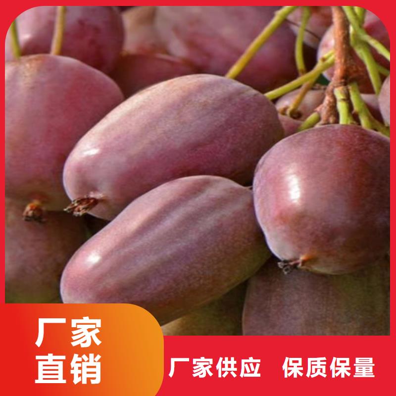 【 猕猴桃桃树苗精益求精】轩园杏树苗