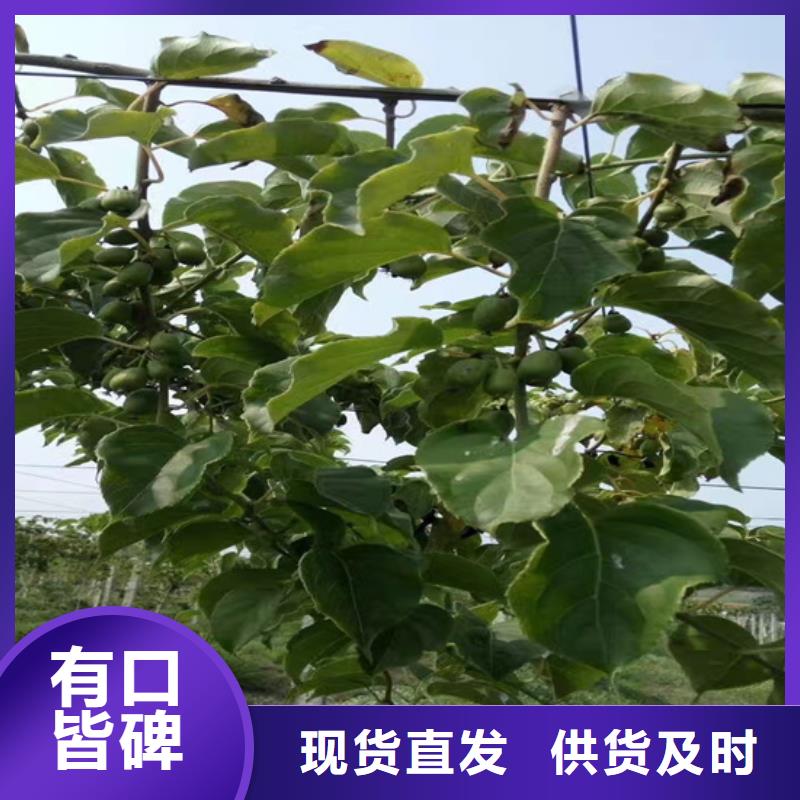 【 猕猴桃桃树苗精益求精】轩园杏树苗