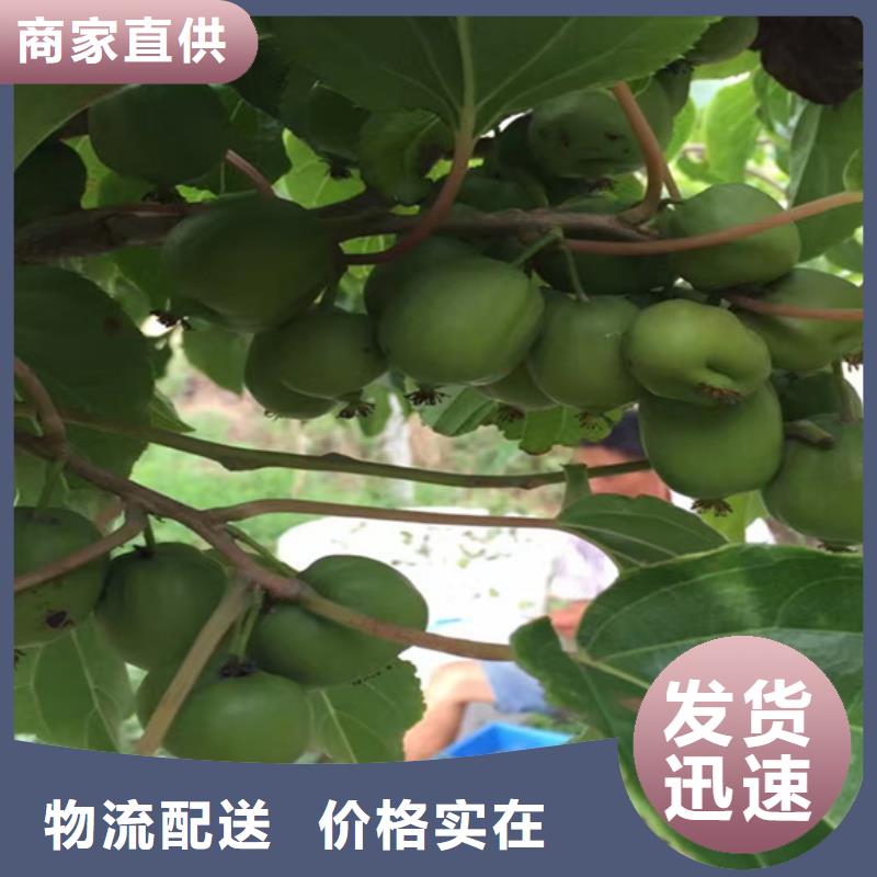 【 猕猴桃桃树苗精益求精】轩园杏树苗