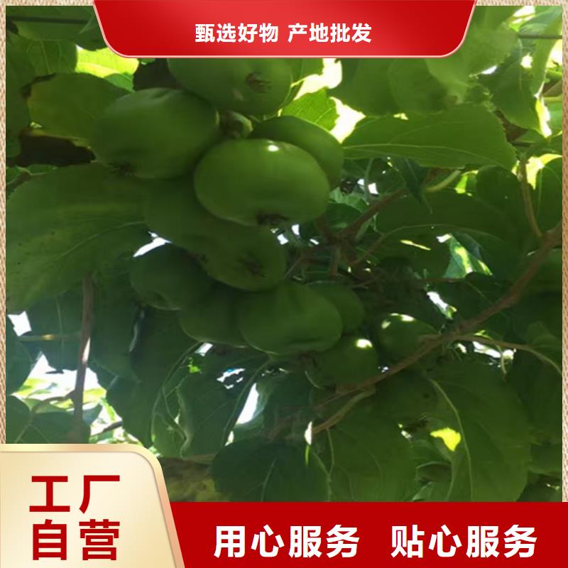 猕猴桃石榴树苗款式多样