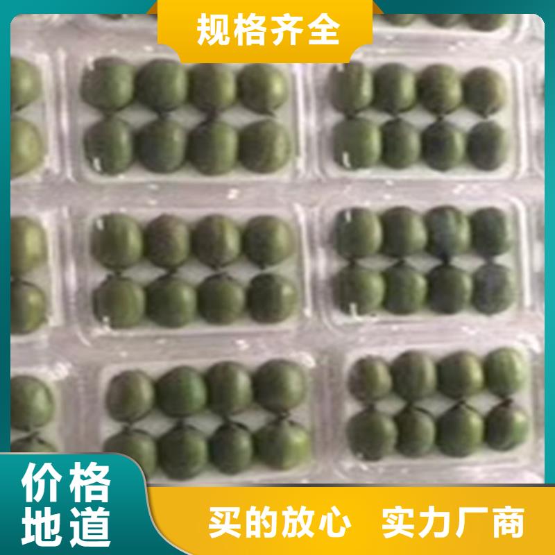 猕猴桃石榴树苗款式多样
