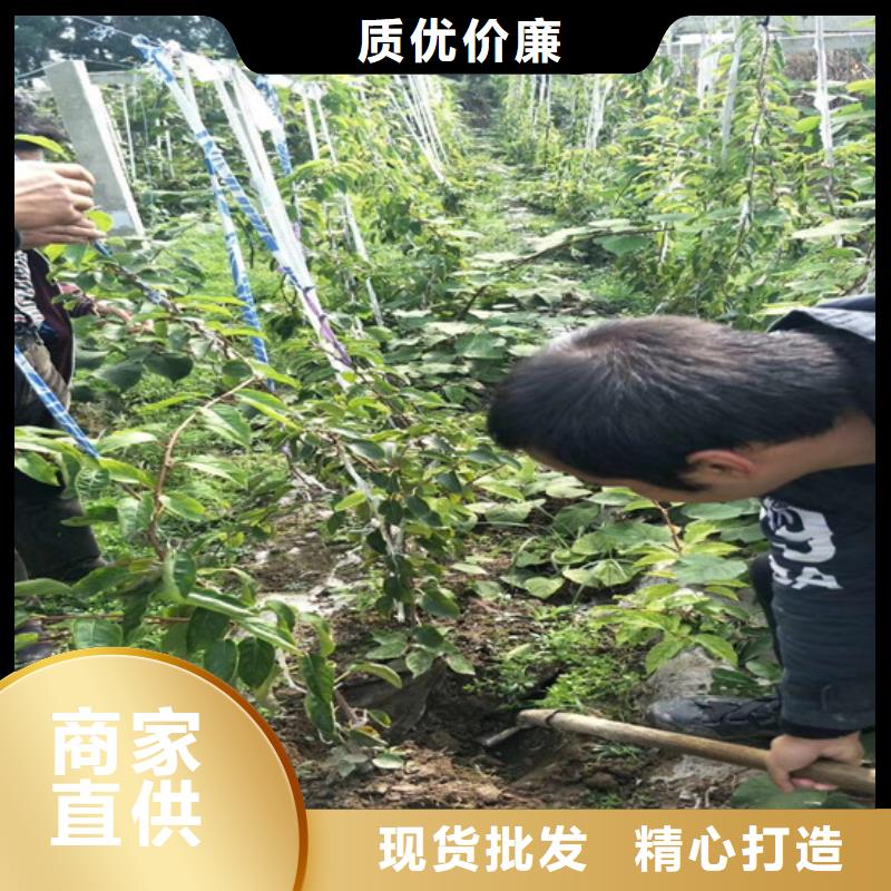 【 猕猴桃桃树苗精益求精】轩园杏树苗