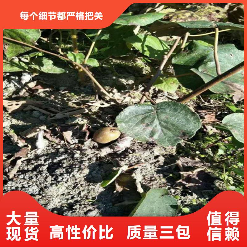 猕猴桃苹果苗多年实力厂家