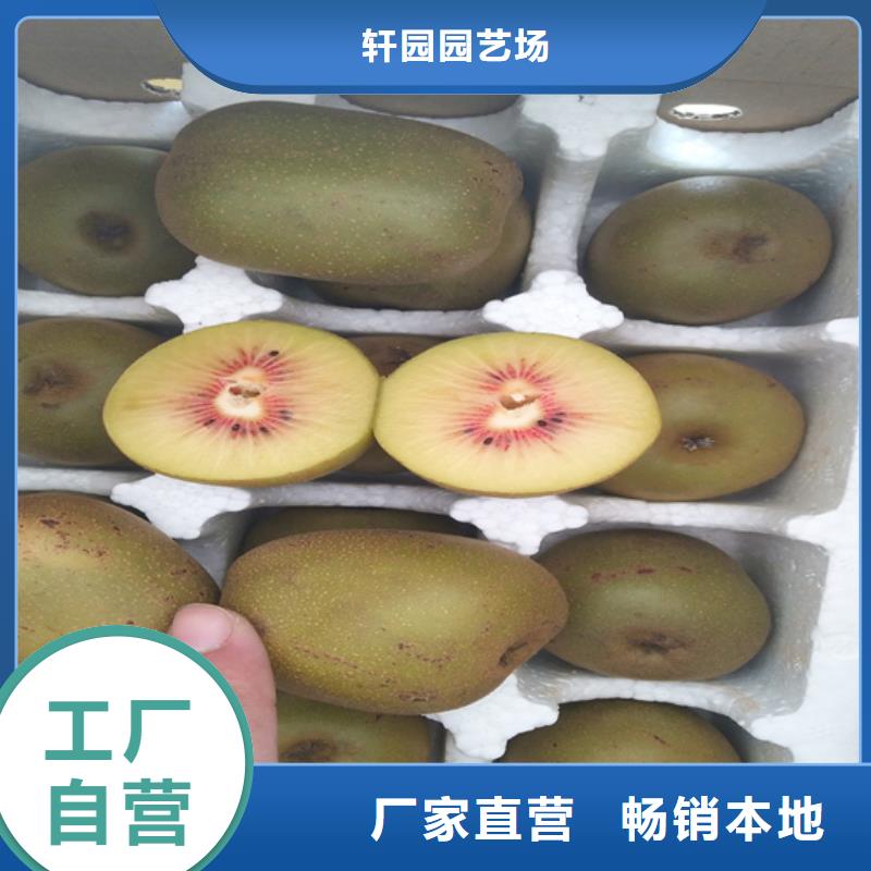 猕猴桃,板栗苗售后服务完善