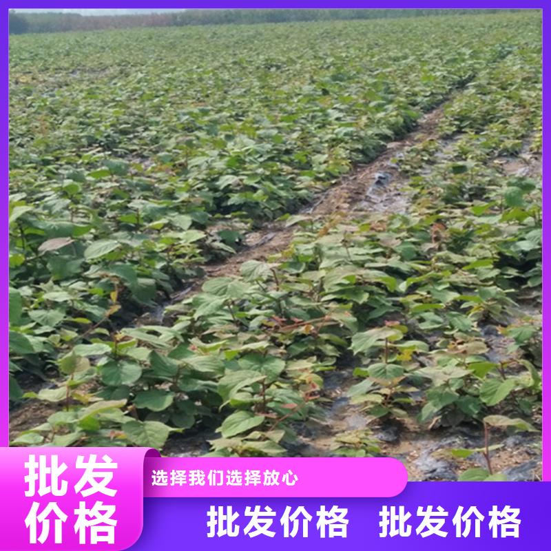 【 猕猴桃桃树苗精益求精】轩园杏树苗