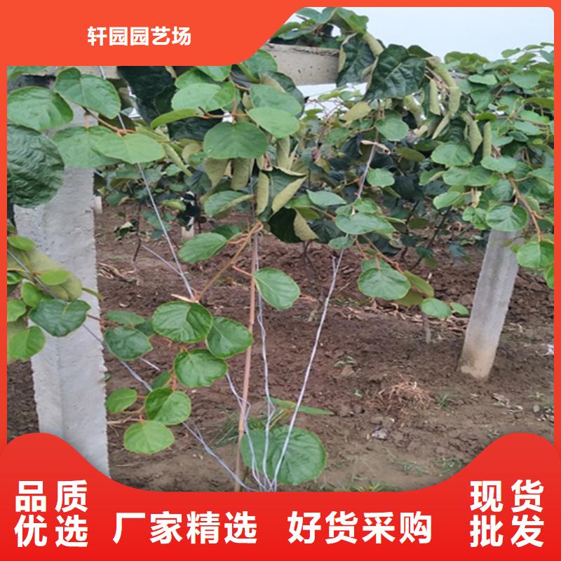 【 猕猴桃桃树苗精益求精】轩园杏树苗