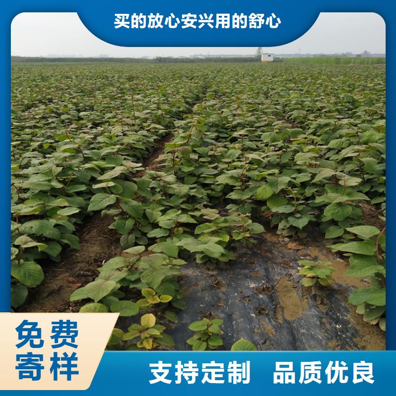 【 猕猴桃桃树苗精益求精】轩园杏树苗