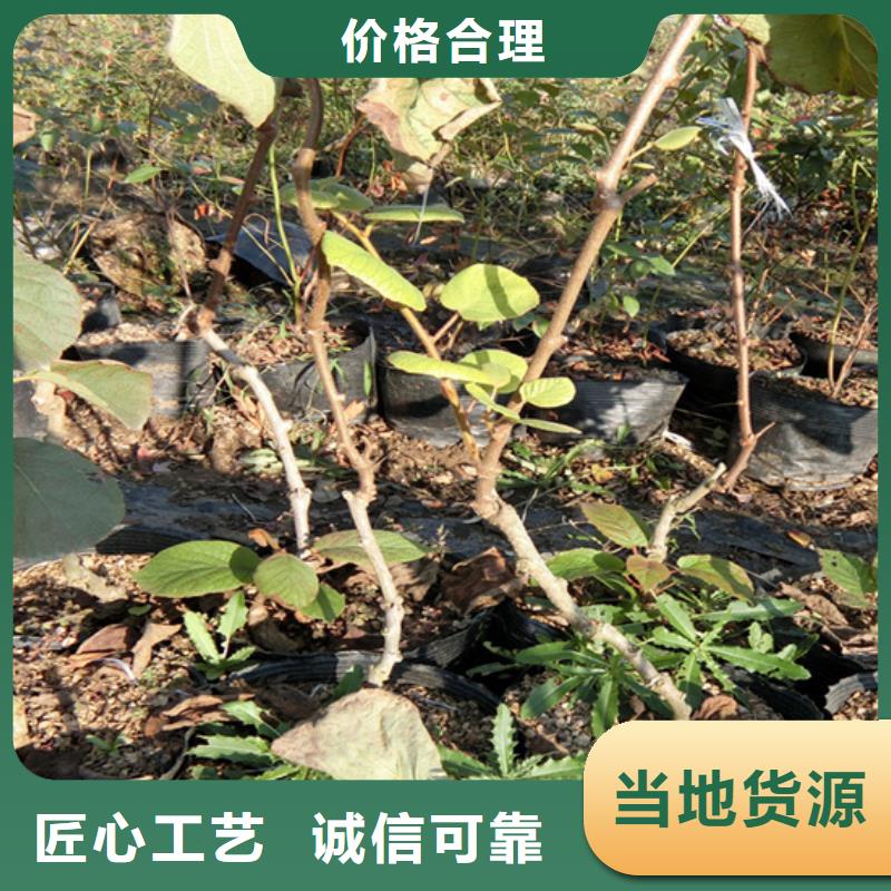 猕猴桃,【杏树苗】生产厂家