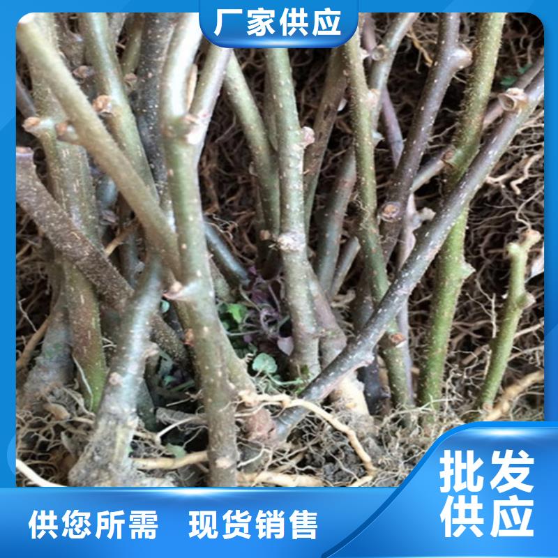 猕猴桃石榴树苗款式多样