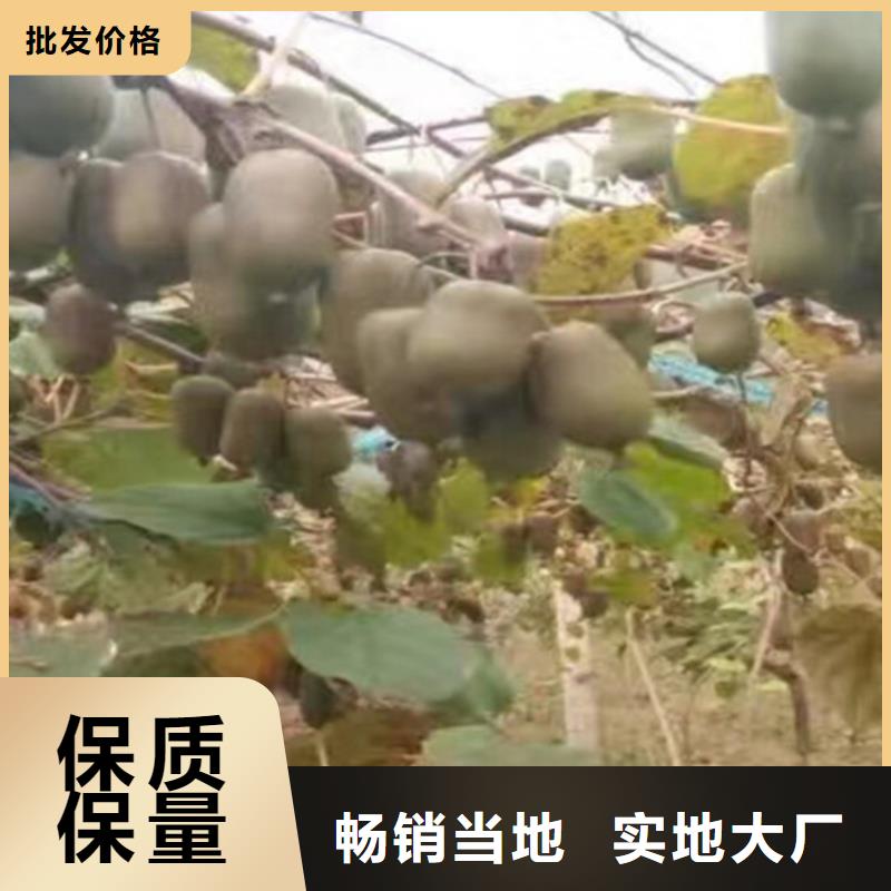 猕猴桃,【杏树苗】生产厂家
