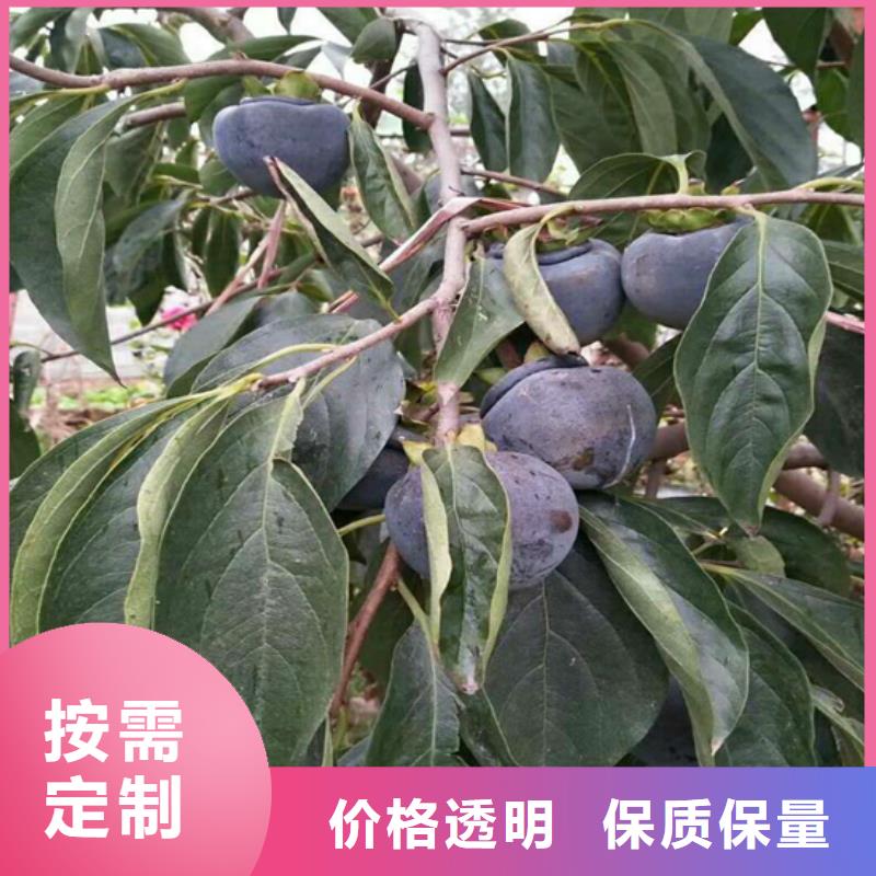 柿子【梨树苗】产地货源