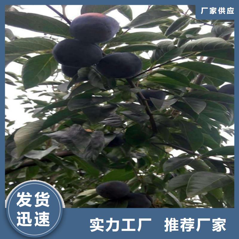 柿子 【石榴树】工程施工案例轩园杏树苗